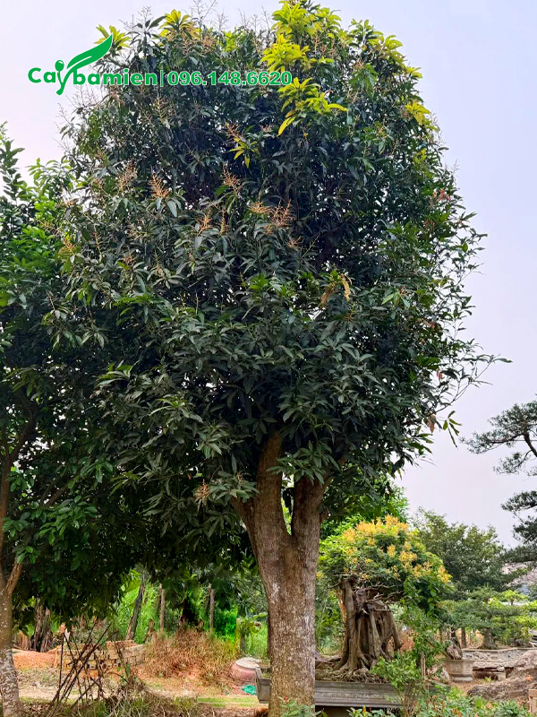 Cây xoài cổ thụ vanh 130, chiều cao khoảng 6m