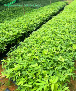 Những luống cây giống muồng hoàng yến ươm hạt