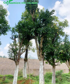 Hàng dưỡng lâu năm, thân cây có đường kính 30cm, đang ra cành mới