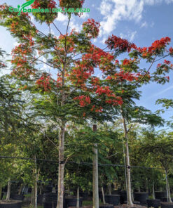 Cây được cắt tỉa và tạo tán đẹp, thân cao, tán tròn