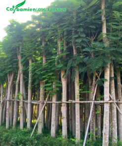 Dưỡng ủ cây phượng vĩ lâu năm, chiều cao khoảng 5 - 6m