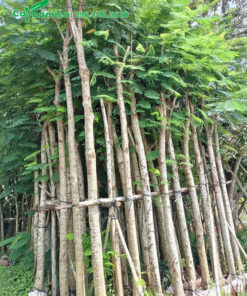 Số lượng lớn cây hoa phượng vĩ trưởng thành đã được đánh sẵn và chăm sóc trong bầu