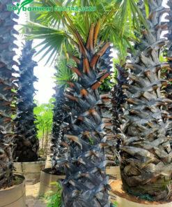 Mua cây thốt nhốt nhỏ, cao 2m, 7 - 8 năm tuổi