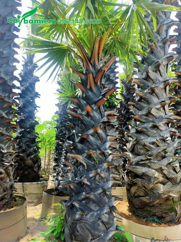 Mua cây thốt nhốt nhỏ, cao 2m, 7 - 8 năm tuổi