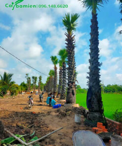 Trồng thốt nốt công trình thành hàng thẳng tắp