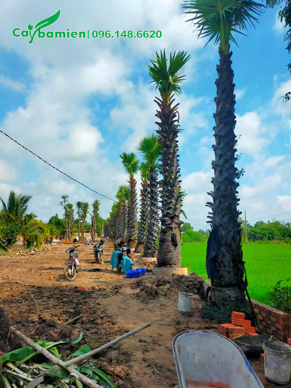 Trồng thốt nốt công trình thành hàng thẳng tắp