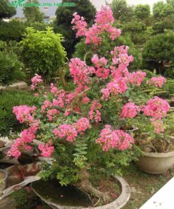 Chậu Tường Vi bonsai có hoa màu hồng