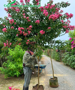 Sắp xếp cây Tường Vi cao hơn 2m lên xe