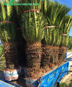 Vạn Tuế lâu năm lộ thân 50 - 60cm