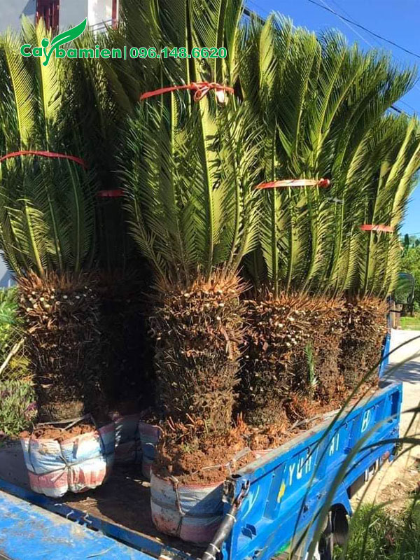 Vạn Tuế lâu năm lộ thân 50 - 60cm