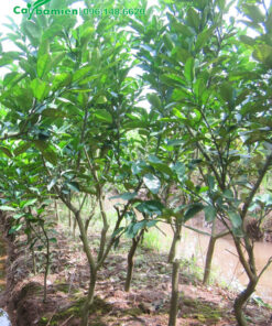 Vườn trồng cây giống bưởi diễn, chiều cao khoảng 2m