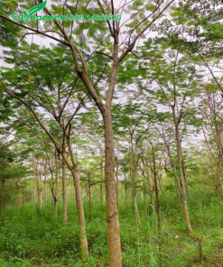 Cây phượng vĩ đánh thẳng, đường kính gốc 18cm