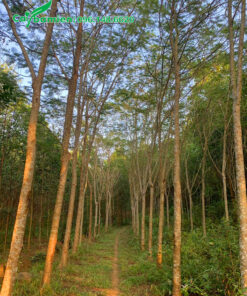 Vườn Phượng Vĩ hơn chục năm tuổi cao 6 - 7m