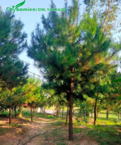 Vườn cây Thông công trình cao 4 - 5m