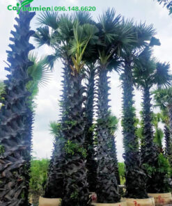 Những cây 30 - 35 năm tuổi, cao 6 - 7m