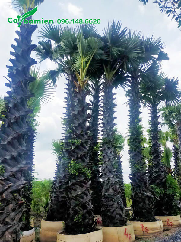 Những cây 30 - 35 năm tuổi, cao 6 - 7m