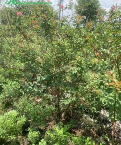 Hình ảnh những cây chưa tạo dáng, chưa cắt tỉa tại vườn