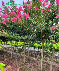 Vườn cây hoa tường vi lâu năm cao khoảng 2m