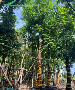 Cây dâm ủ vanh 50, cành lá tươi tốt