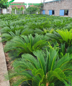 Những cây Vạn Tuế trồng tại vườn từ nhỏ giờ đã lớn, cao 70 - 80cm