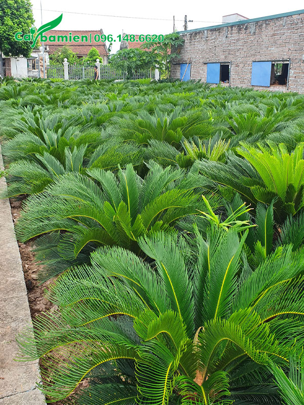 Những cây Vạn Tuế trồng tại vườn từ nhỏ giờ đã lớn, cao 70 - 80cm