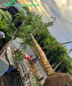 Cây Muồng Hoàng Yến vanh 60cm trở lên