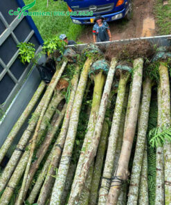 Hàng chục cây phượng vĩ vanh gốc 50 được xếp lên thùng xe kéo