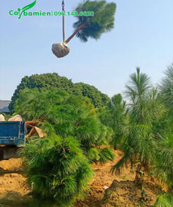 Cần cẩu đang nâng cây lên thùng xe