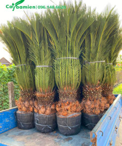 Lộ thân khoảng 20 - 30cm, cây đã bó gọn cành lá cho tiện vận chuyển