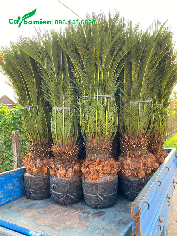 Lộ thân khoảng 20 - 30cm, cây đã bó gọn cành lá cho tiện vận chuyển