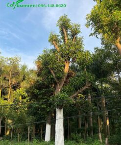 Quét vôi cho thân cây xoài giúp phòng chống sâu bệnh hiệu quả