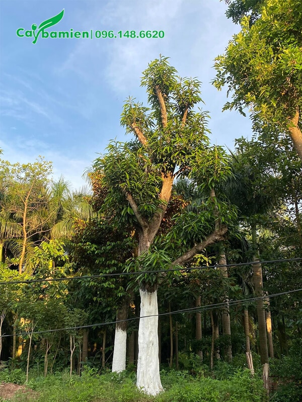 Quét vôi cho thân cây xoài giúp phòng chống sâu bệnh hiệu quả