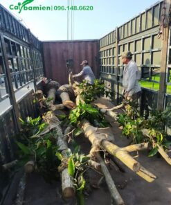 Công nhân đang xếp cây xoài công trình lên xe