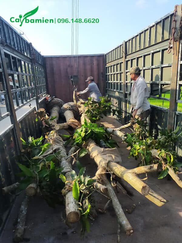 Công nhân đang xếp cây xoài công trình lên xe