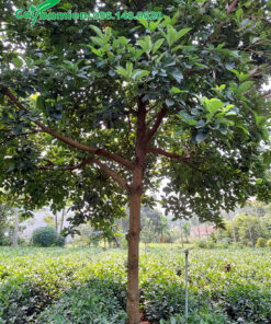 Trồng xen cạnh cây bơ trên đồi chè