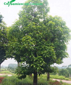 Gốc Bơ trồng lâu năm, tán lớn, thân cao gần 4m