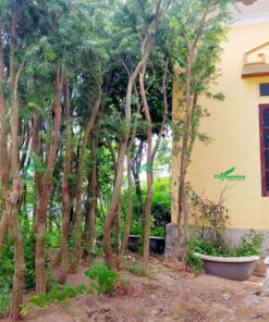 Cây liễu rủ công trình đã cắt tỉa tán, giâm ủ