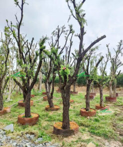 Những cây liễu rủ gốc khủng được giâm ủ tại vườn