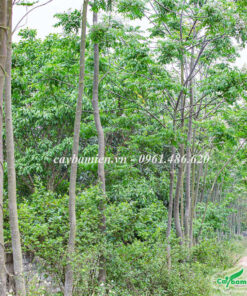 Mua cây Xoan tại vườn