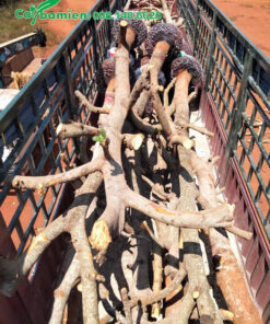 Chuyển cây Bơ công trình đk gốc 15cm lên xe tải chuyển cho khách hàng