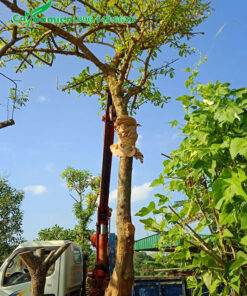 Cây Đào Tiên cảnh đường kính gốc 18 - 20cm