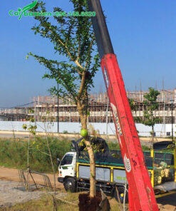 Cần cẩu đang di chuyển cây đào tiên có đường kính gốc 10cm vào hố trồng