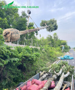 Tập kết số lượng lớn cây Sang cao 6 - 7m tại công trình