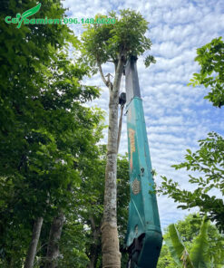 Nhấc cay Sang vanh 70 - 80cm lên thùng xe kéo