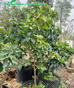 Trồng Bơ 2 năm tuổi trước nhà, đang bắt đầu ra hoa