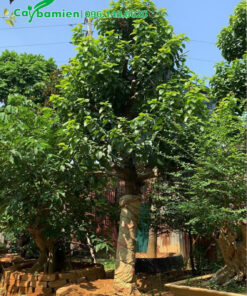 Cây Bơ dâm ủ lâu năm, đk gốc 25cm, cao 3m