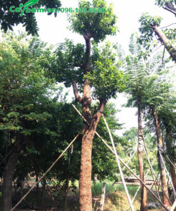 Dâm ủ một cây Bơ cổ thụ, đk gốc 20cm