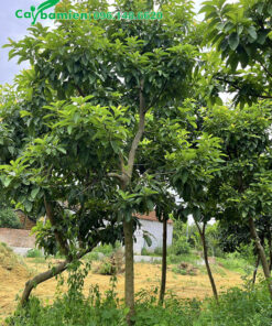 Bán cây Bơ trưởng thành cao 4m, đk gốc 10cm