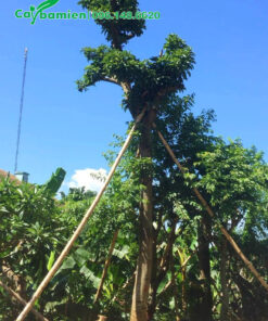 Một cây Bơ mới dâm ủ, được dựng cọc chống chắc chắn