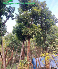 Bơ dâm ủ cao 5m, đk gốc 15cm